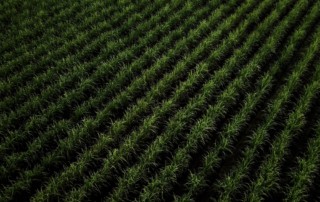 Sugar cane near White Castle, Louisiana