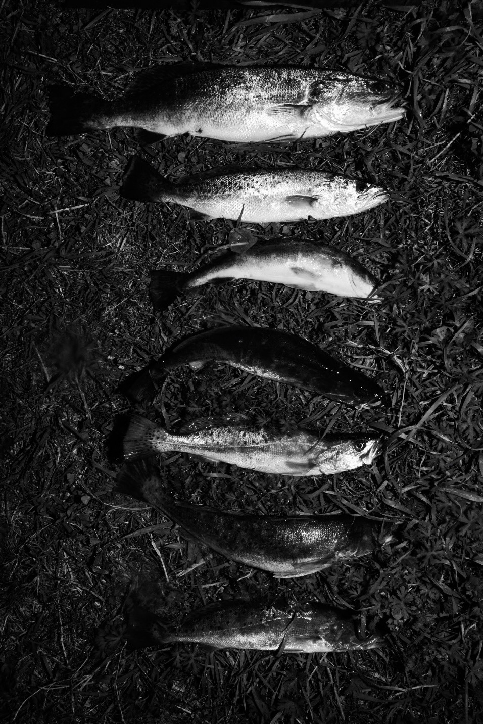 The haul for the day - all redfish were released.