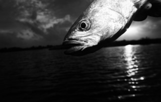 Speckled trout at sunset