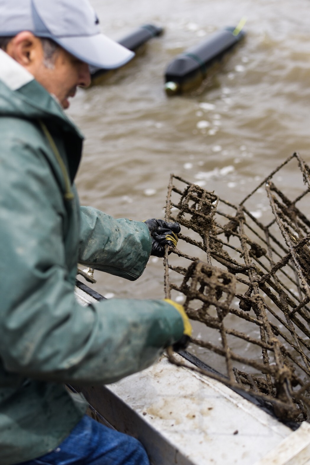 Pulling an oyster cage. These oysters are cultivated off-bottom and harvested to order.