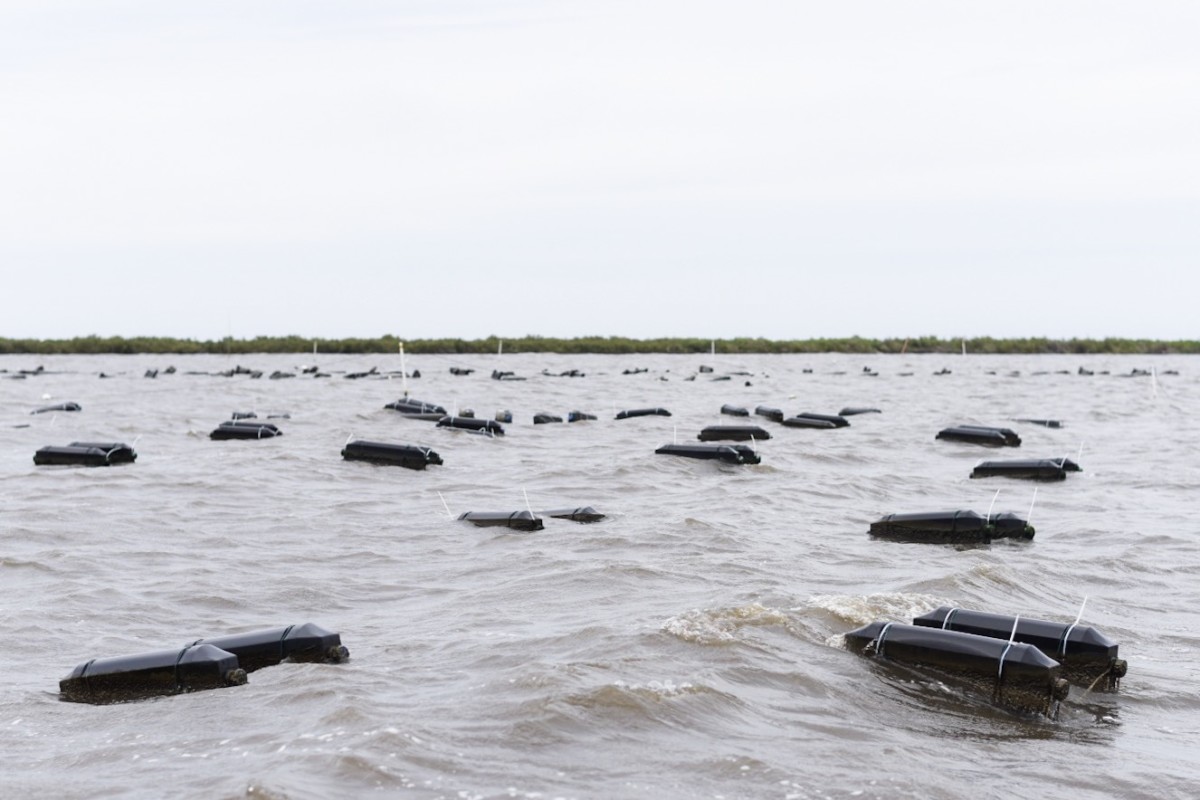 Field trip Grand Isle Oyster Hatchery Paprika Studios