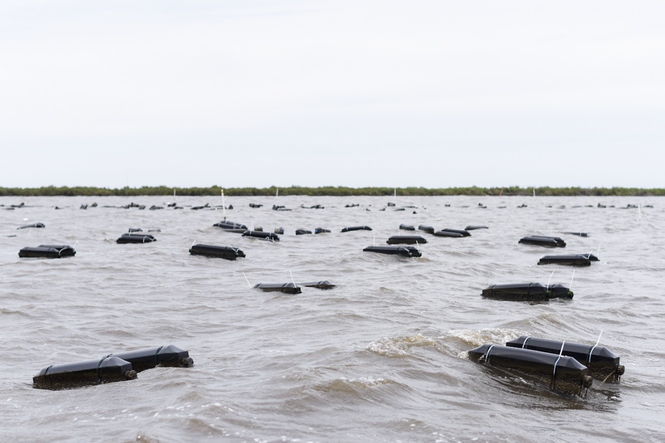 Floating oyster cages at Grand Isle Sea Farms