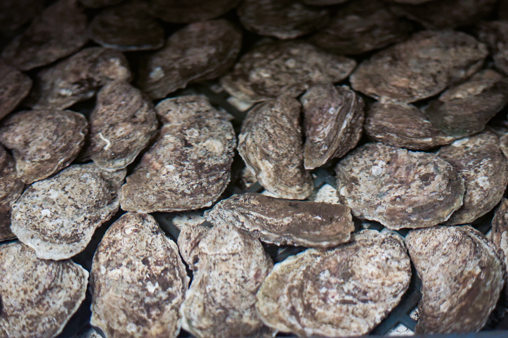 Breeding stock oysters, brought inside and placed in warmer water to encourage ripening