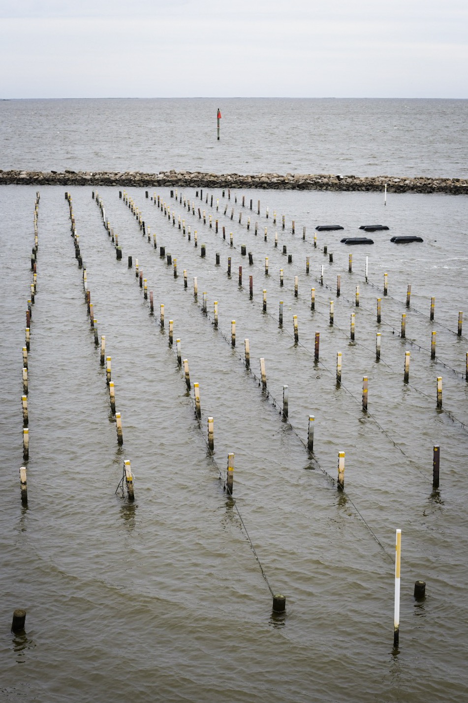 Oyster breeding stock at the hatchery