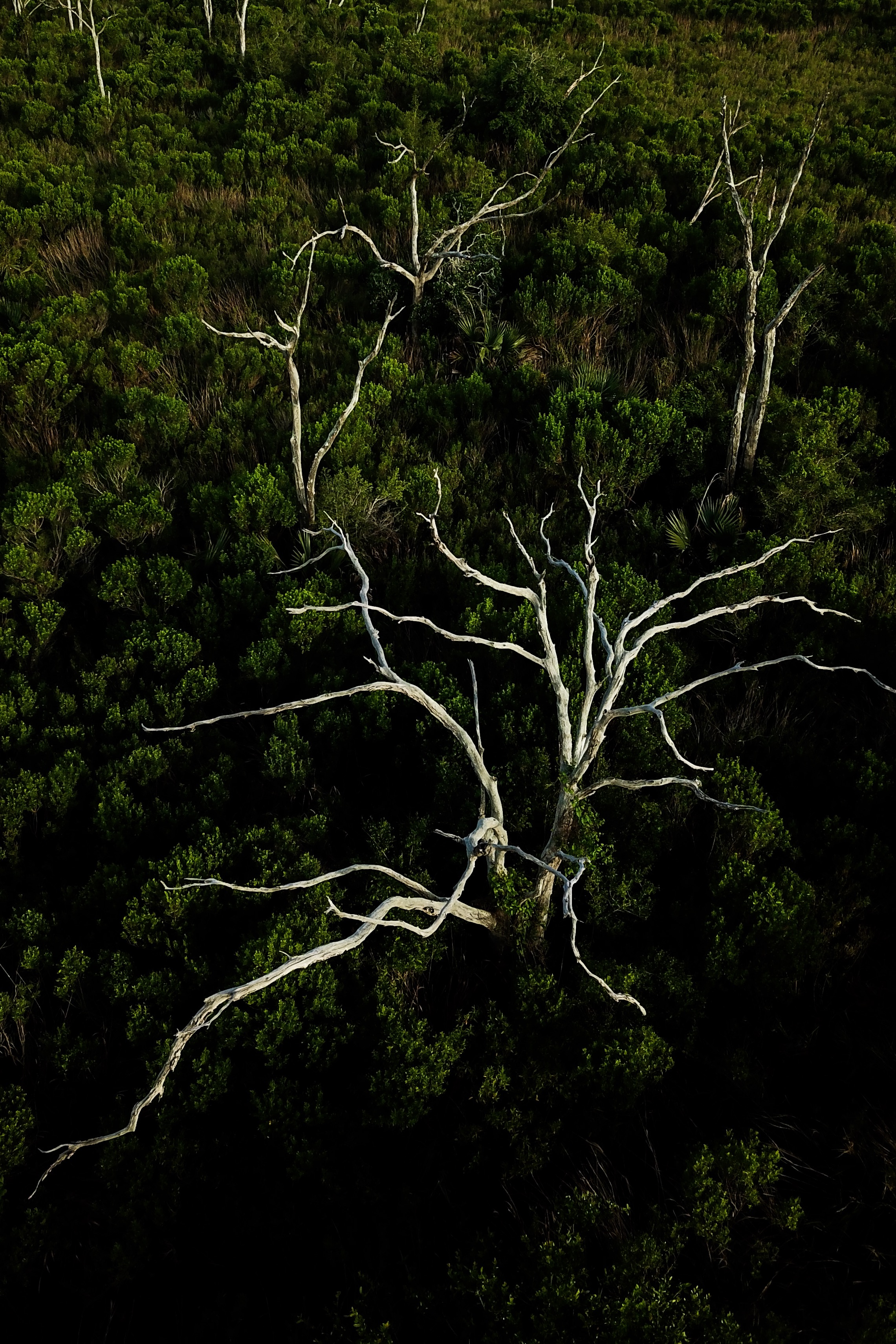 Close-up of a barren marsh tree