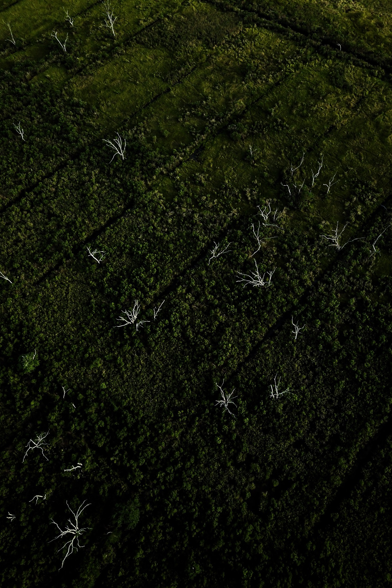 Barren trees emerging from the grass buffer next to the Reggio marsh