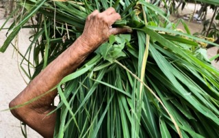 A woman in Yelapa carries cut grass to feed her farm animals
