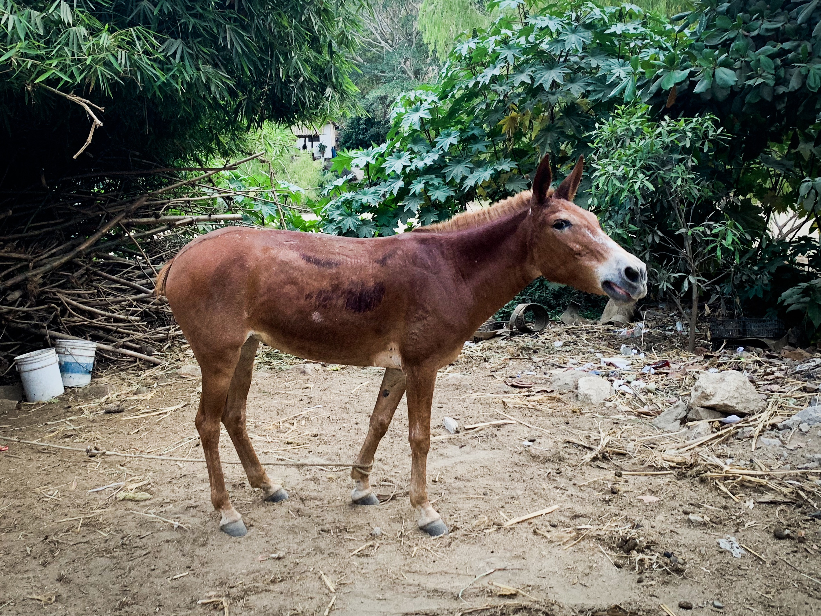 A mule near the river bed in Yelapa
