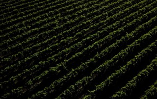 An aerial view of grapevines west of Fresno, California