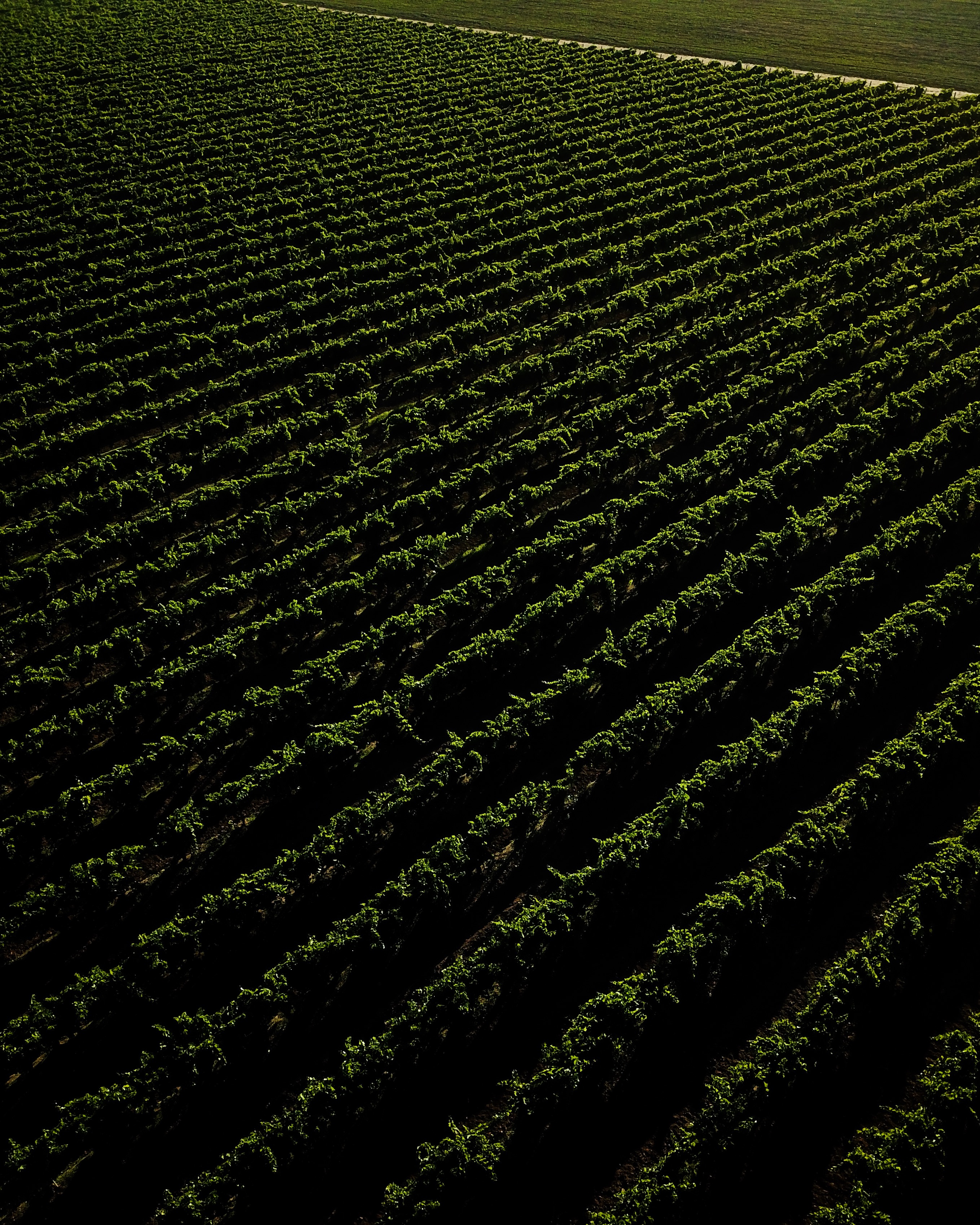 An aerial view of grapevines west of Fresno, California