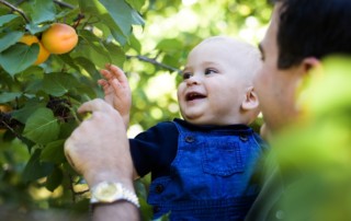 Rocco Ricchiuti reaching for an apricot