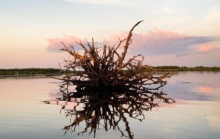 A stump in Howard's Ditch, near Reggio, Louisiana