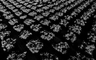 Topped orange trees in Tivy Valley, California