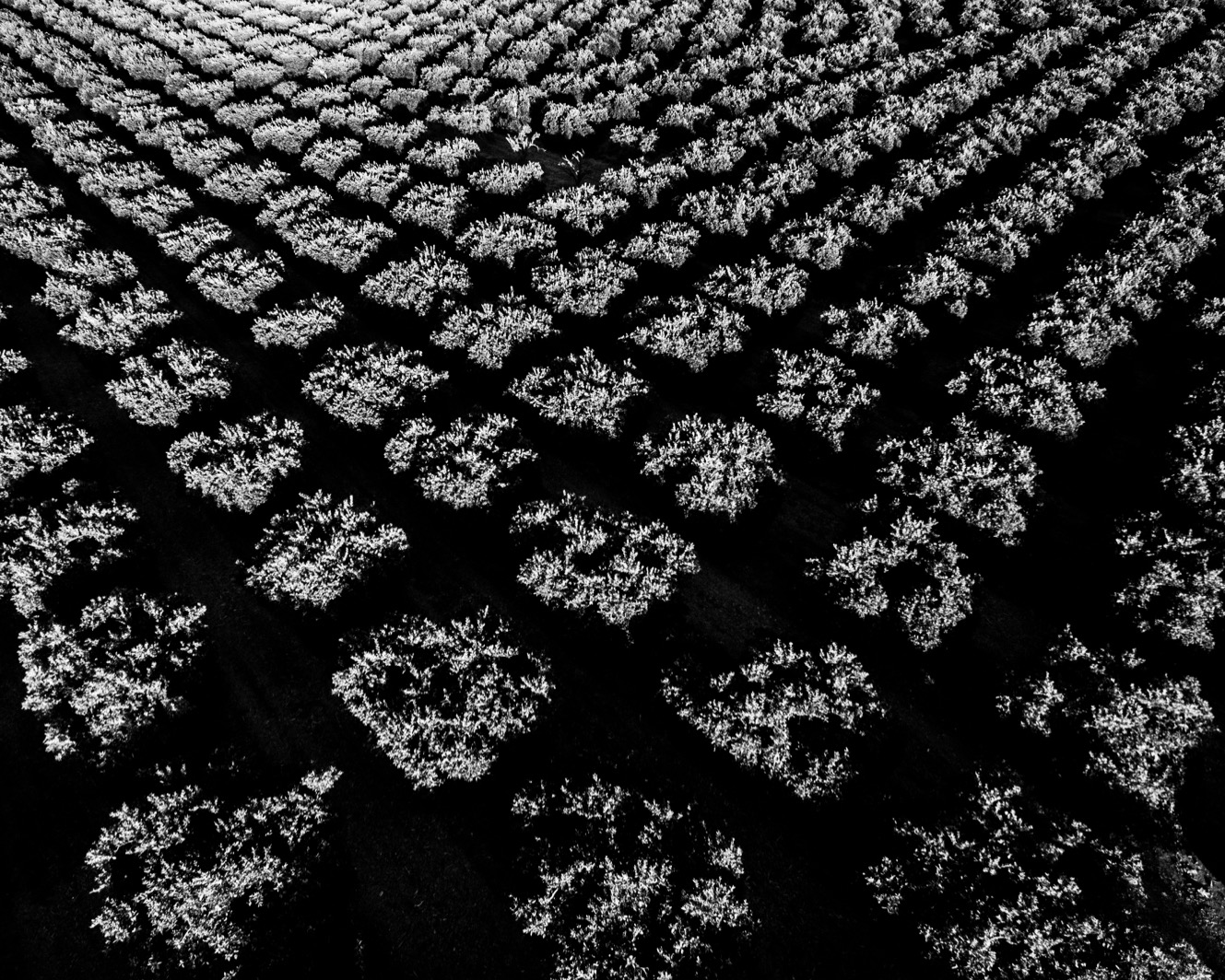 Topped orange trees in Tivy Valley, California