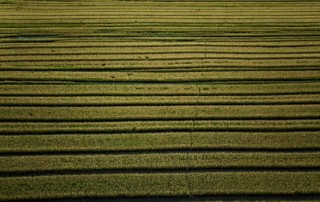 Lines formed through a flooded rice field in central Louisiana