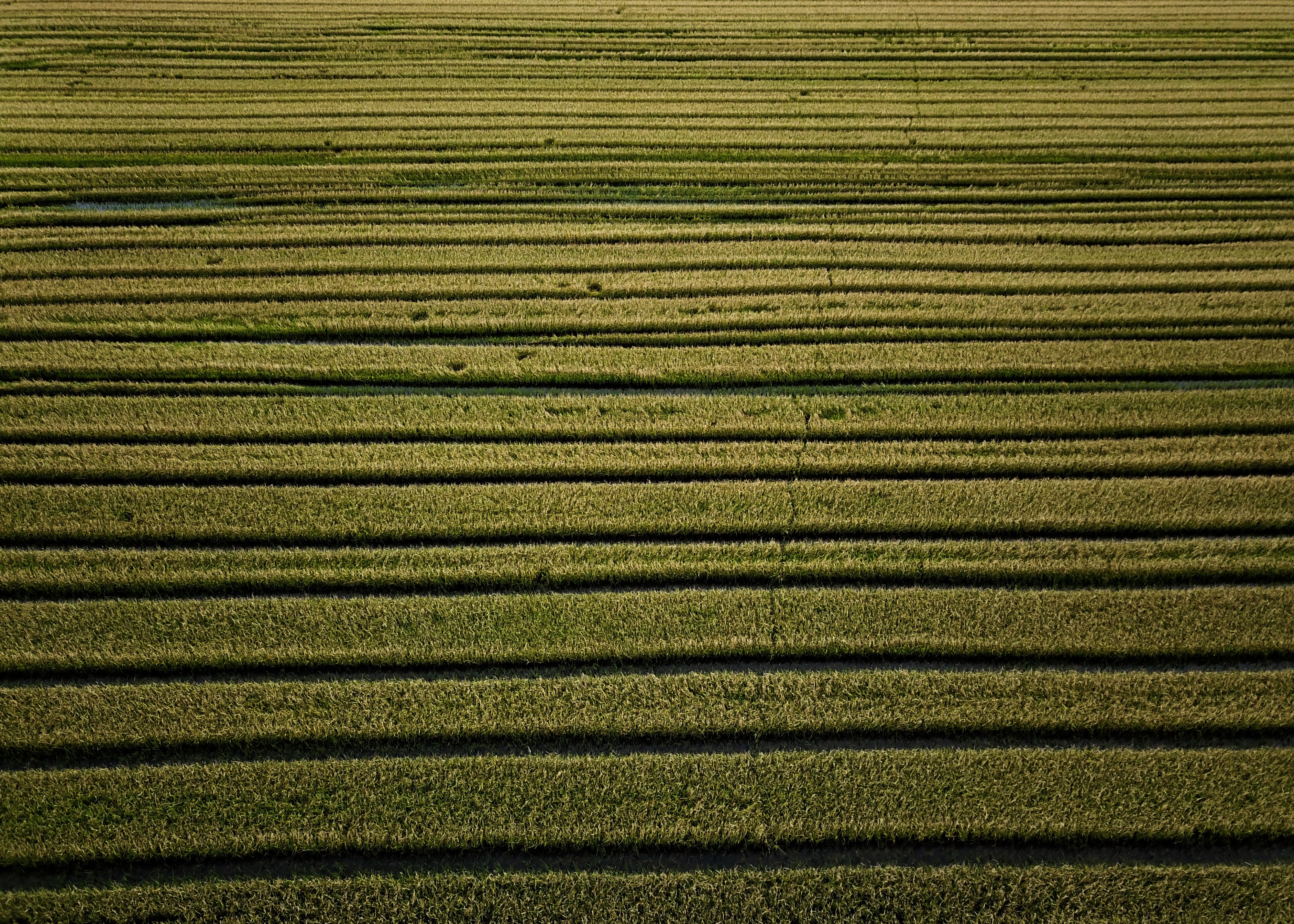 Lines formed through a flooded rice field in central Louisiana