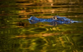 An alligator in a canal near Reggio, Louisiana