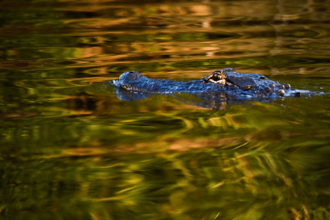 An alligator in a canal near Reggio, Louisiana