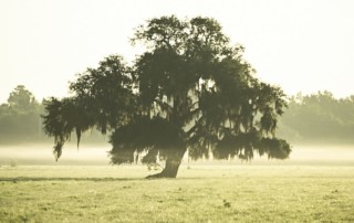 Live oak in summer fog in Violet, Louisiana