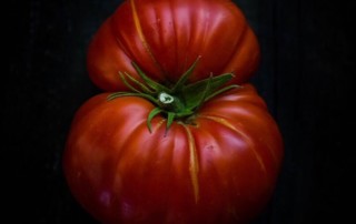 Portrait of a sultry tomato