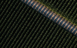 Aerial view of grapes in Madera, California