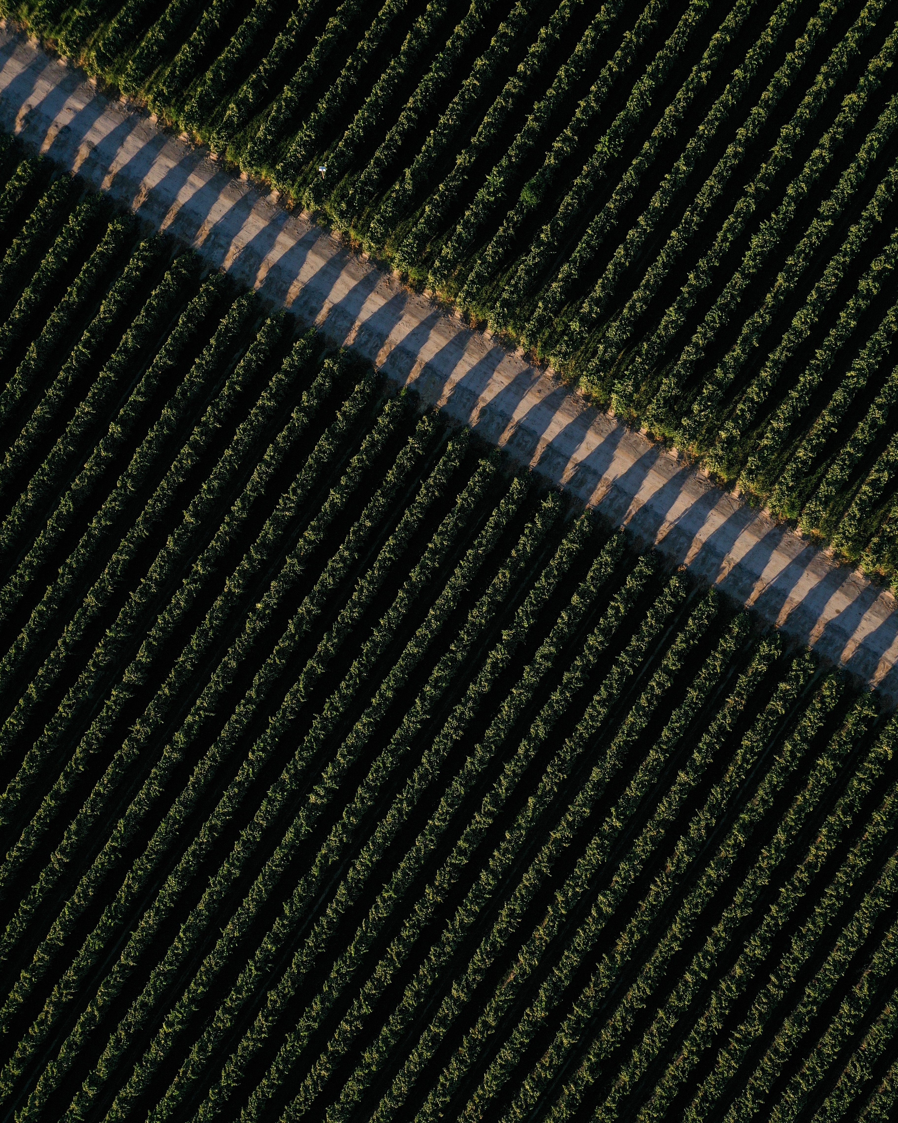Aerial view of grapes in Madera, California
