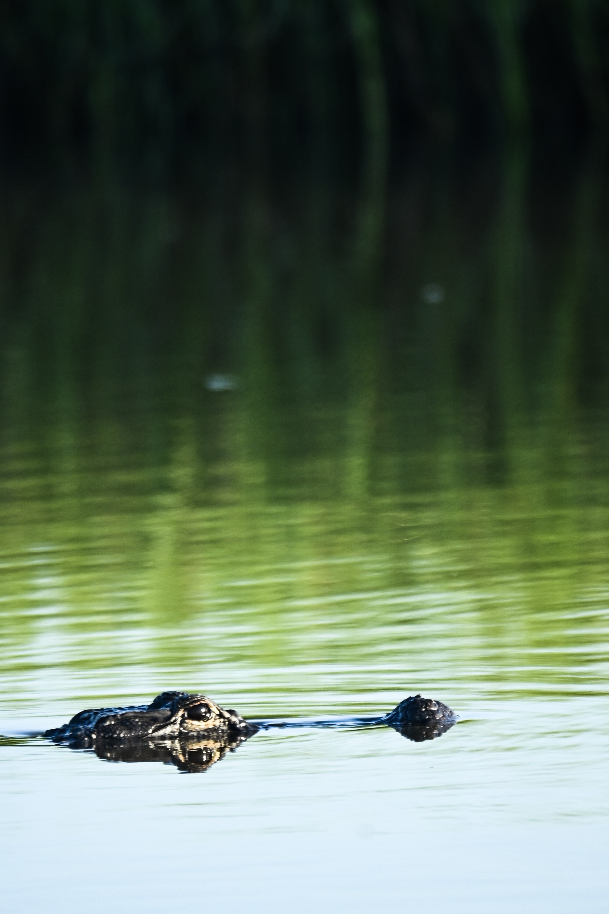 An alligator drifts in the marsh near Hopedale, Louisiana