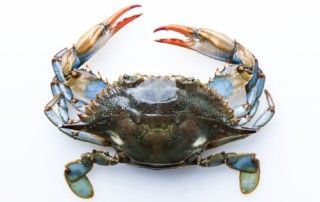 A fresh blue crab from Grand Isle, Louisiana