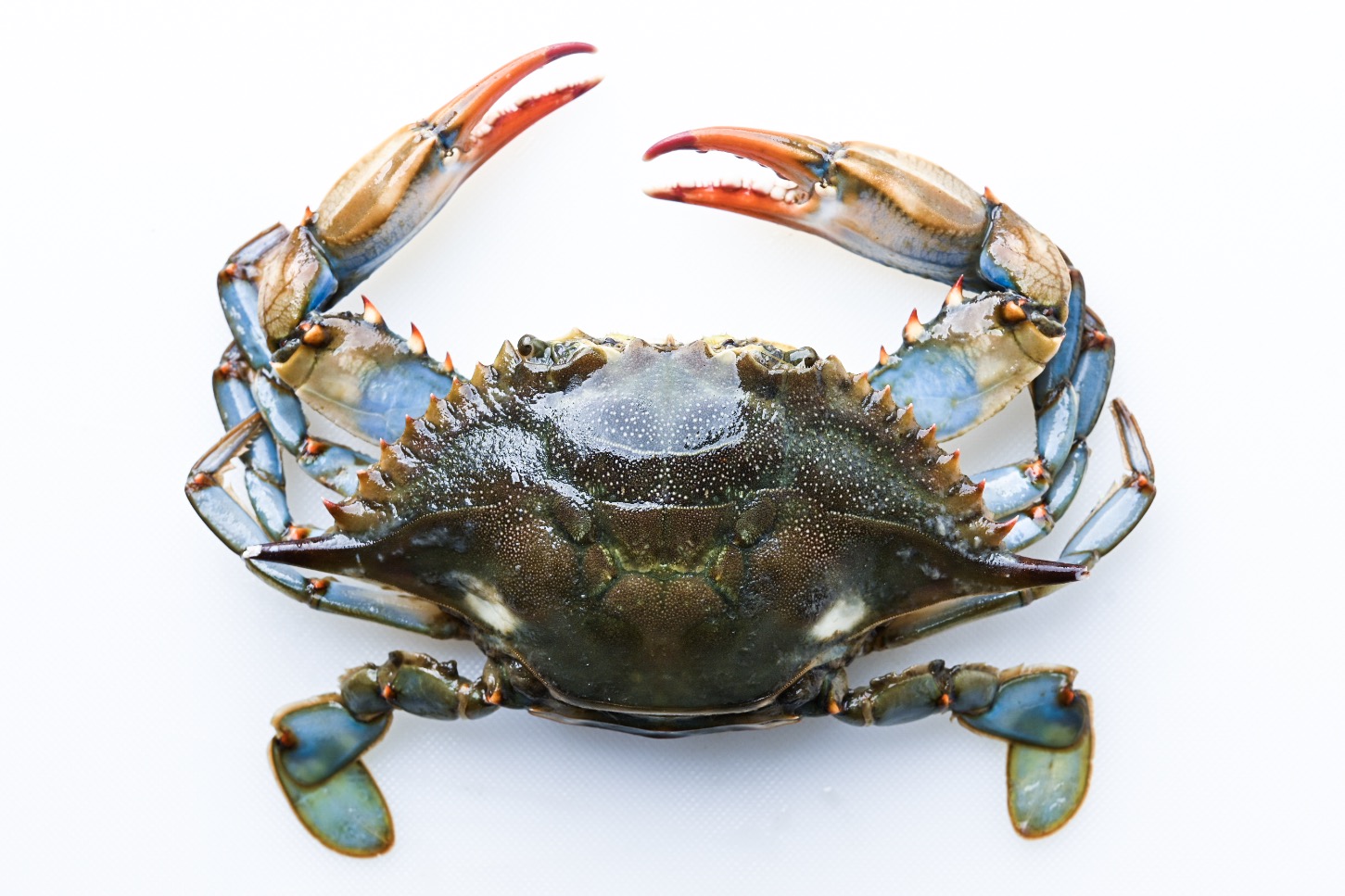 A fresh blue crab from Grand Isle, Louisiana