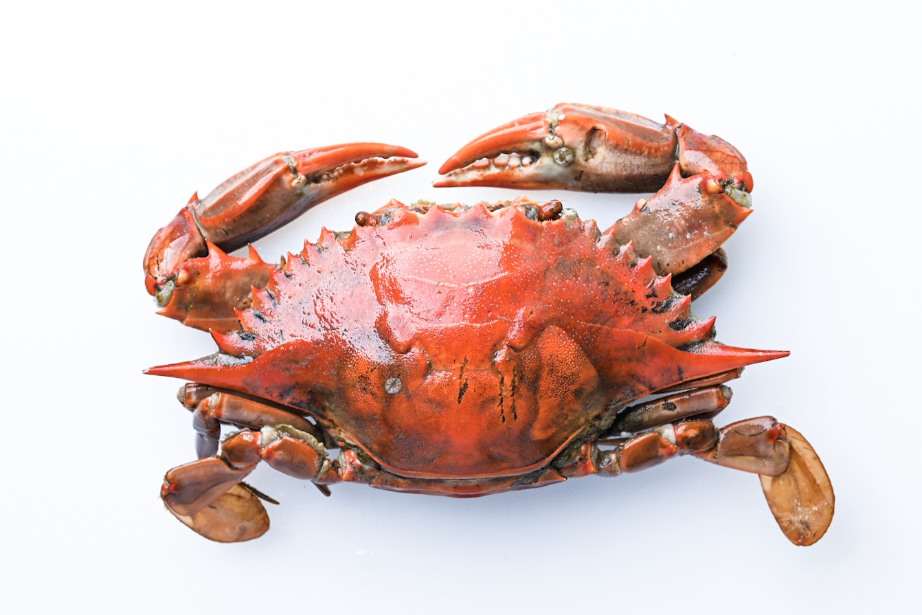Boiled blue crab from Grand Isle, Louisiana