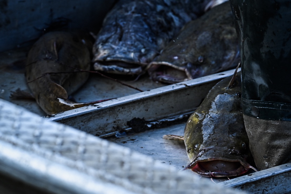 A haul of catfish from the Atchafalaya River