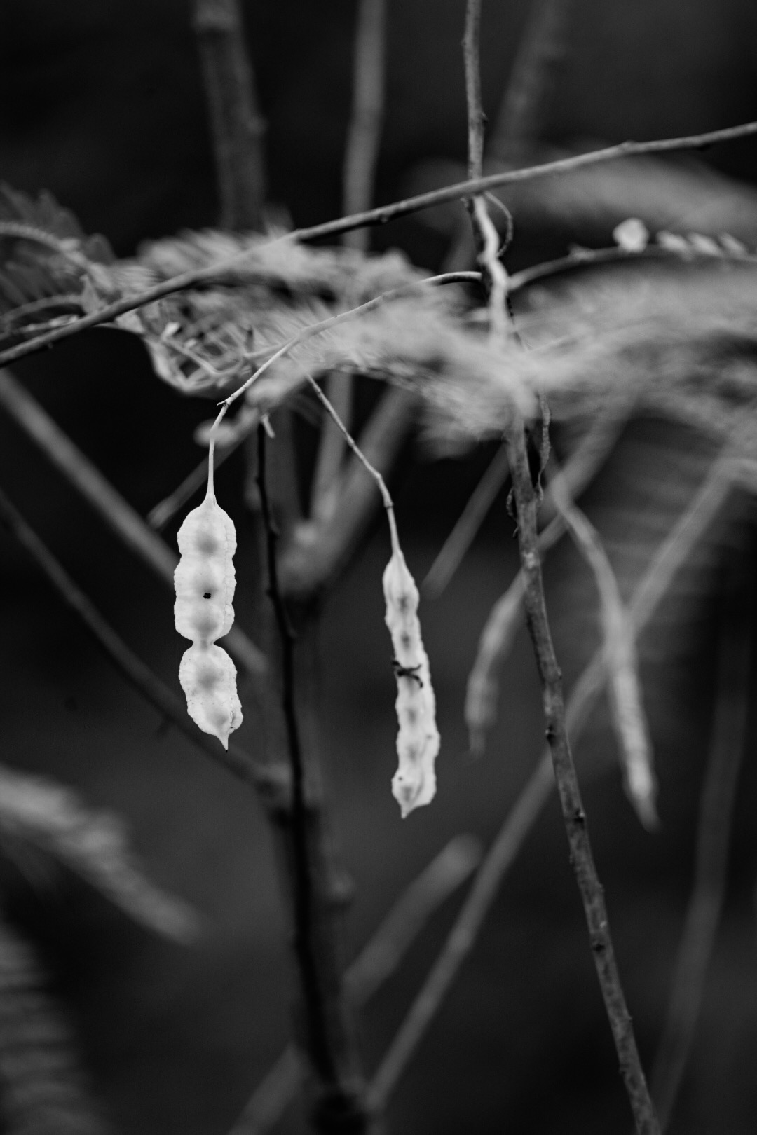 Seed pods in Bayou Sauvage