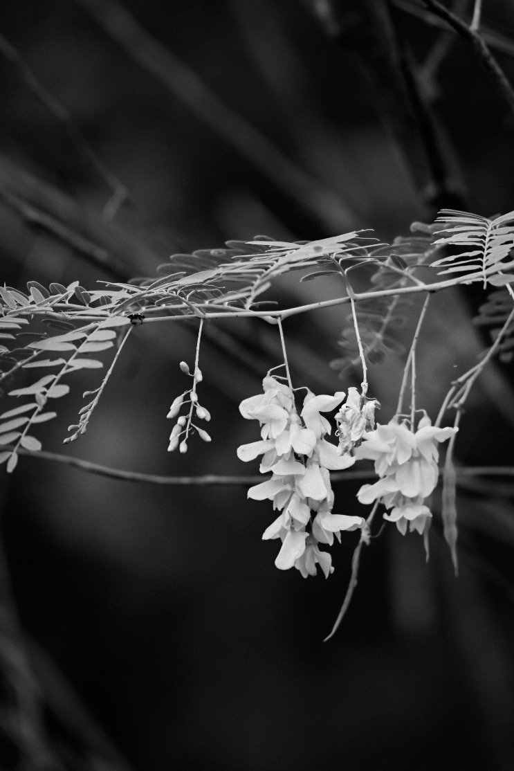 Seed pods hanging from a fern