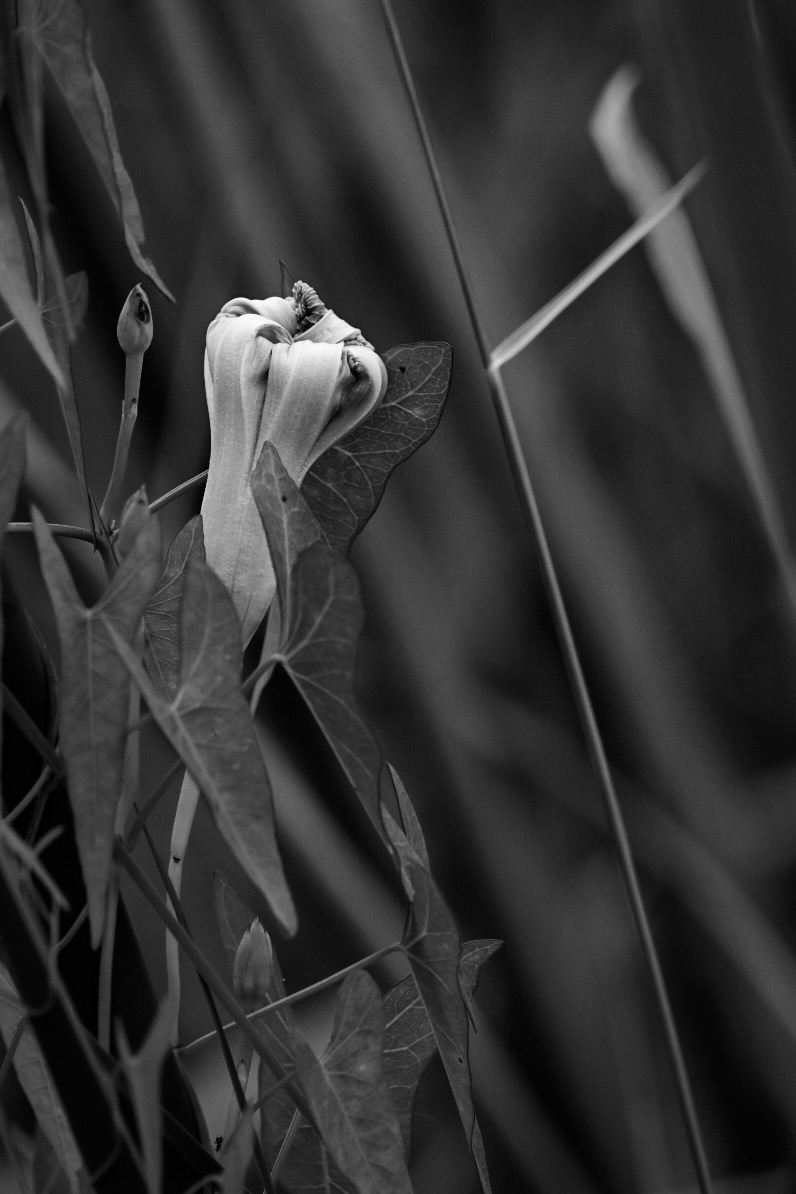 A flower about to unfurl