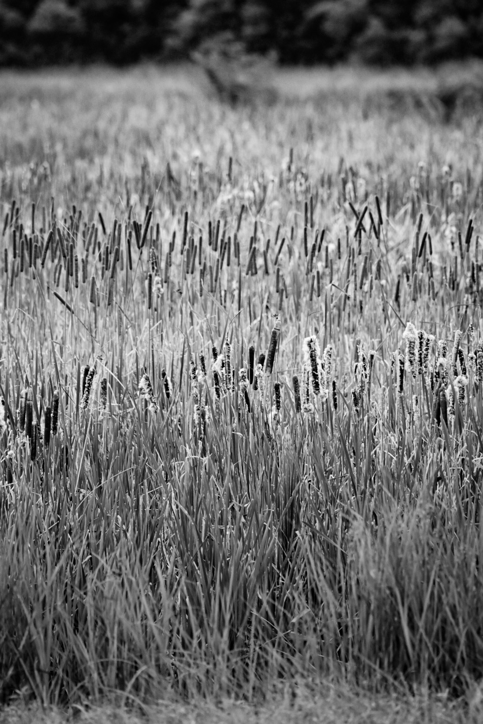 Cat tails growing in Bayou Sauvage National Wildlife Refuge