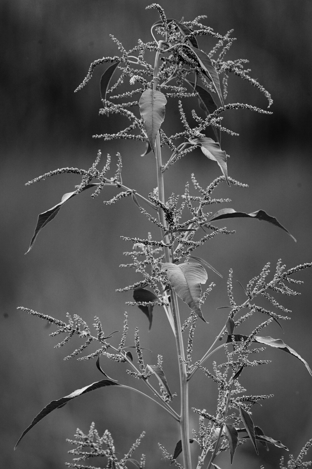 Marsh grass in Bayou Sauvage