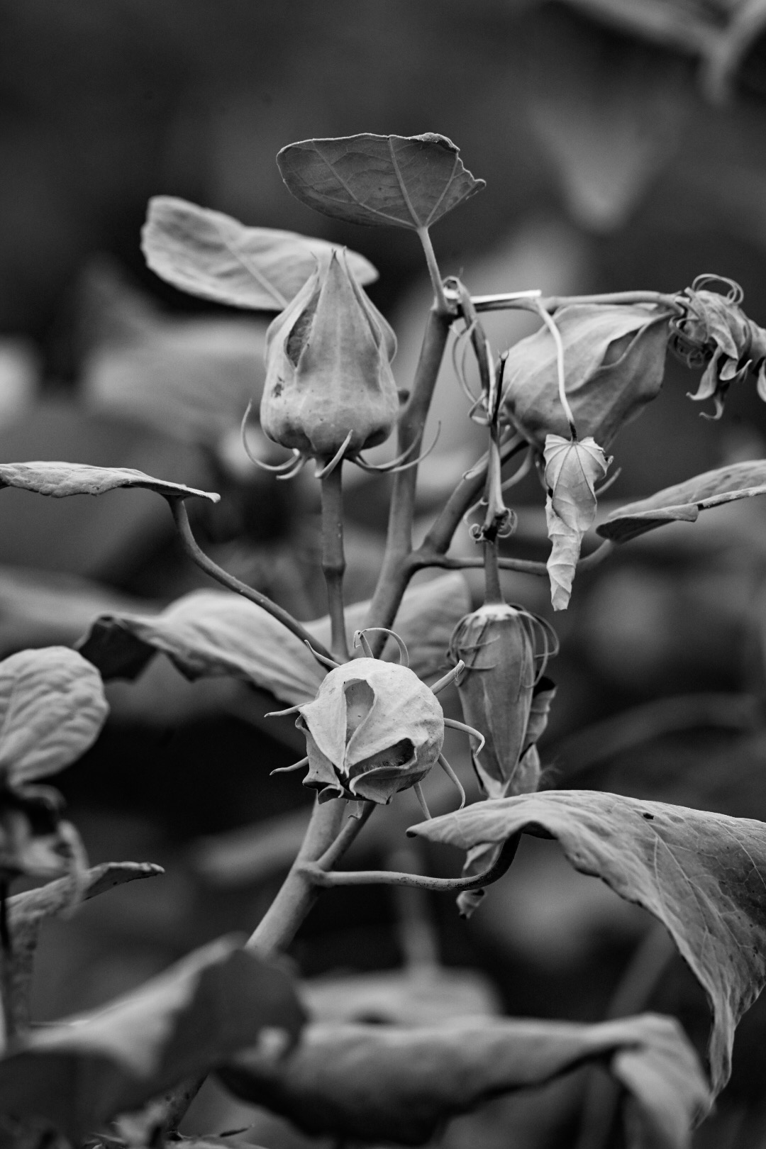 Flower bulbs in the marsh at Bayou Sauvage