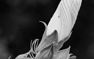 A flower about to open in Bayou Sauvage