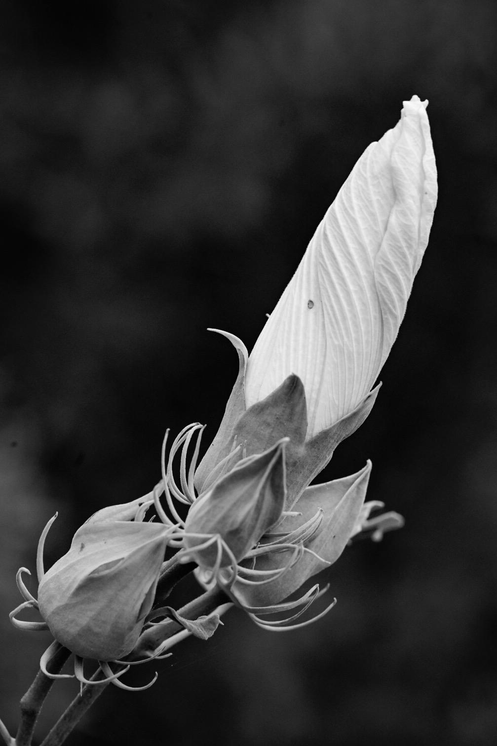 A flower about to open in Bayou Sauvage