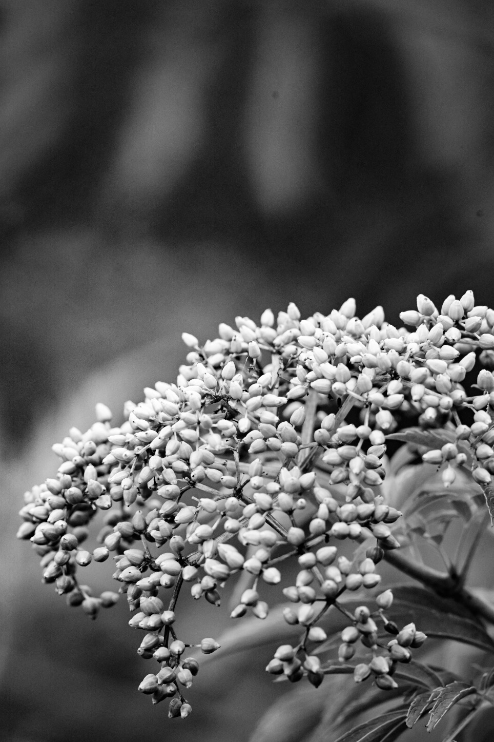 A cluster of flower buds in the marsh at Bayou Sauvage National Wildlife Refuge