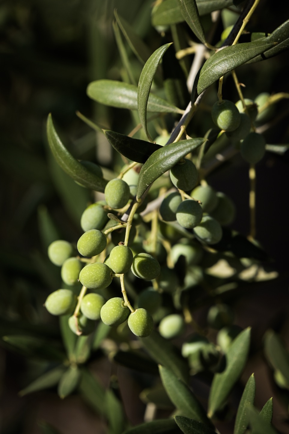 Arbosana olives ripening in Madera, California