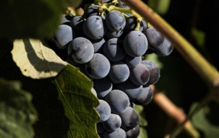 Wine grapes on the vine in Madera, California