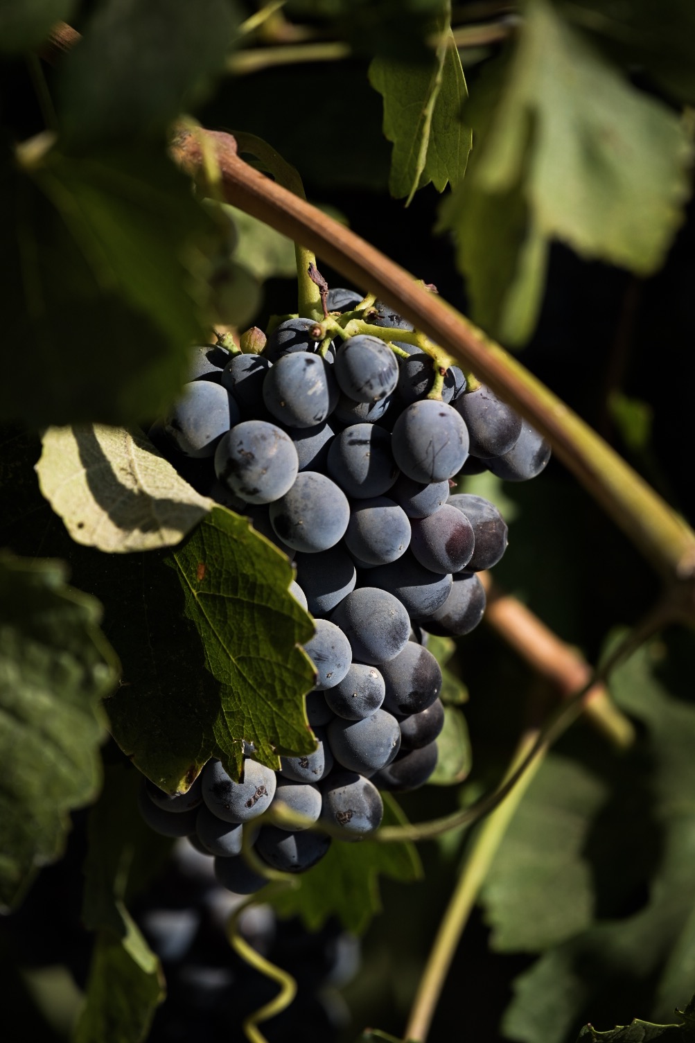 Wine grapes on the vine in Madera, California