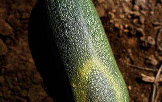 Grey squash in the soil at Thao Family Farms