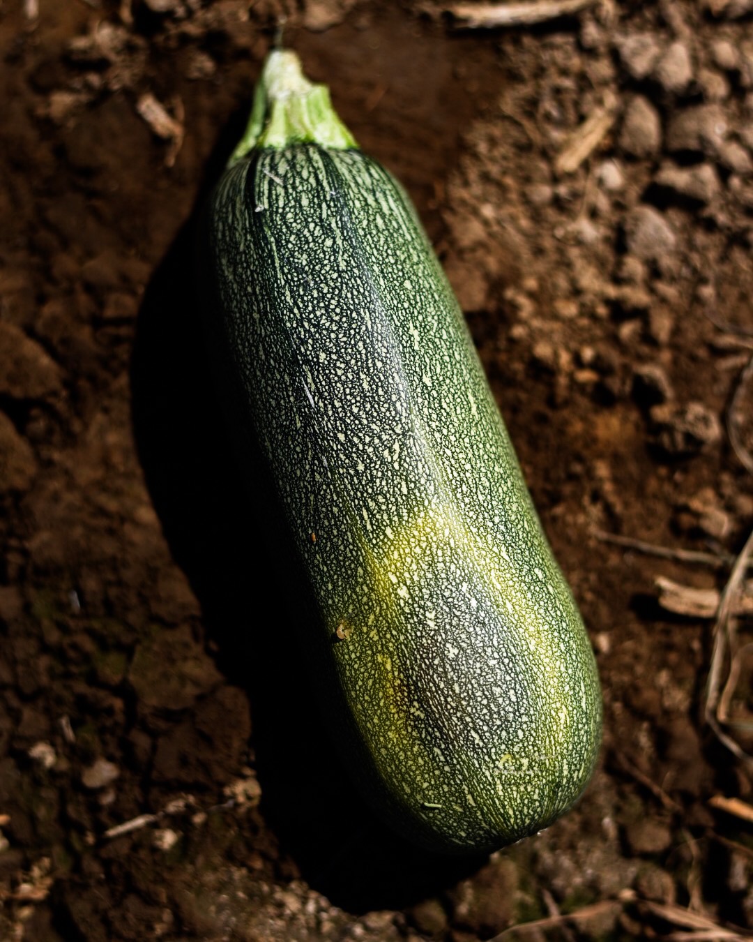 Grey squash in the soil at Thao Family Farms