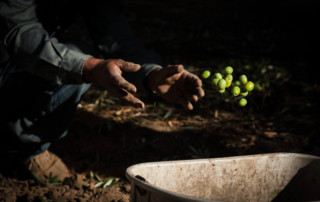 Freshly harvested olives tossed into a bucket