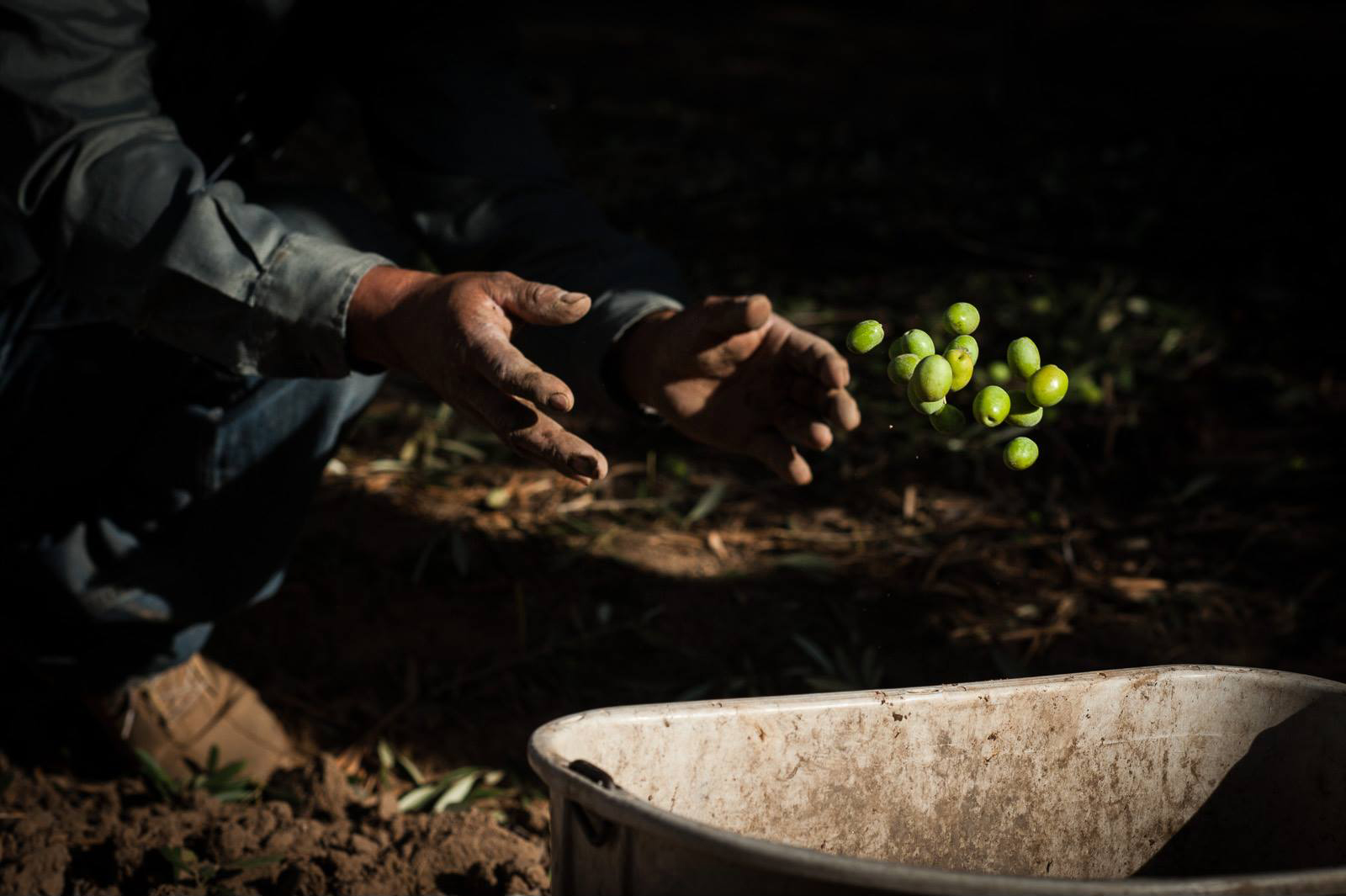 Freshly harvested olives tossed into a bucket