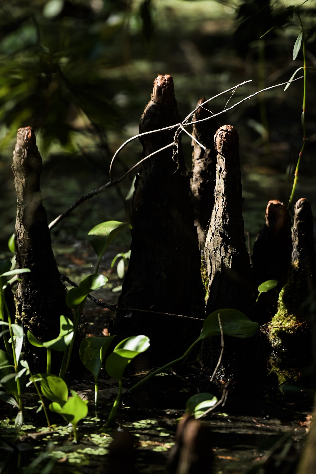 Cypress knees along Bayou Coquille in Barataria Preserve
