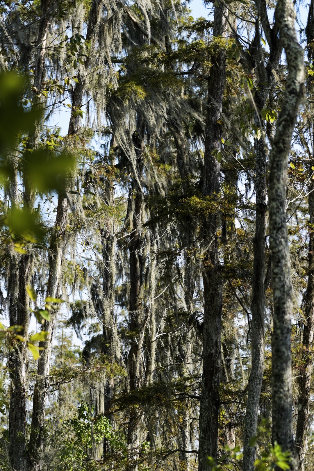 Moss hanging from trees in Barataria Preserve