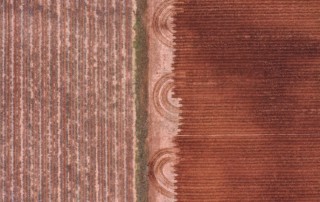 A picked cotton field waiting to be mowed adjacent to a freshly tilled field